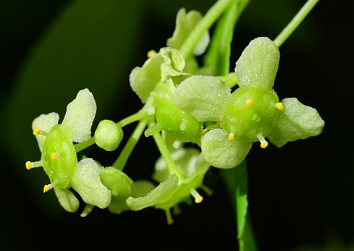 Euonymus_alatus_flowers.jpg