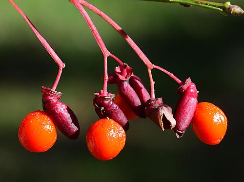 Euonymus_alatus_fruits.jpg