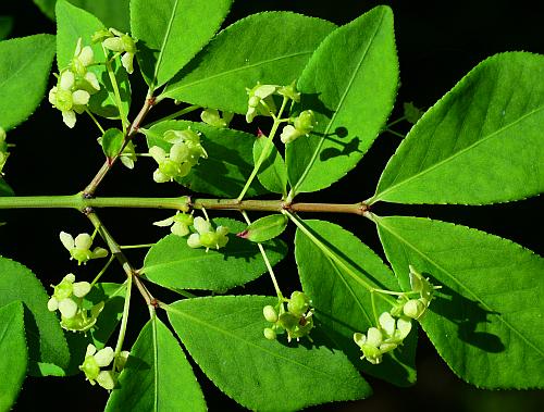 Euonymus_alatus_inflorescences.jpg