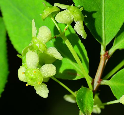 Euonymus_alatus_inflorescences2.jpg