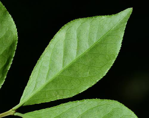 Euonymus_alatus_leaf2.jpg