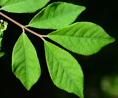 Euonymus_alatus_leaves1.jpg