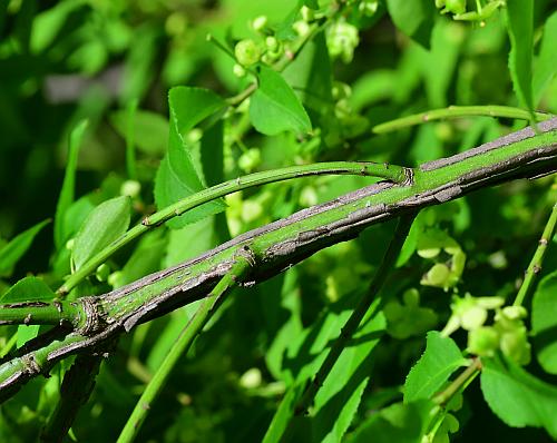 Euonymus_alatus_stem1.jpg