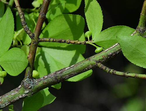 Euonymus_alatus_stem2.jpg