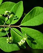 Euonymus alatus thumbnail