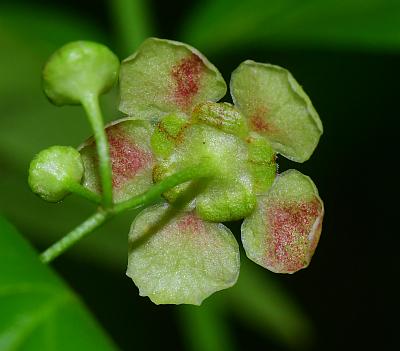 Euonymus_americanus_calyx.jpg