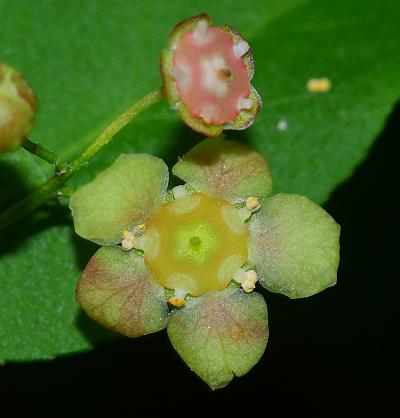 Euonymus_americanus_flower1.jpg