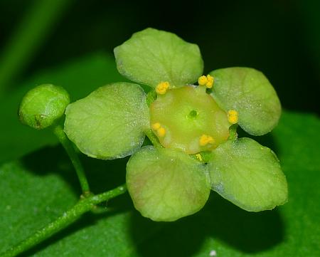 Euonymus_americanus_flower2.jpg