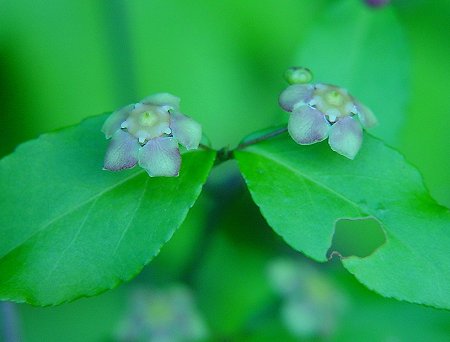 Euonymus_americanus_flowers3.jpg