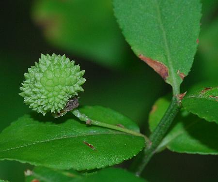 Euonymus_americanus_fruit1.jpg