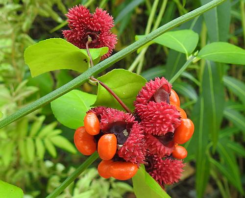 Euonymus_americanus_fruits2.jpg