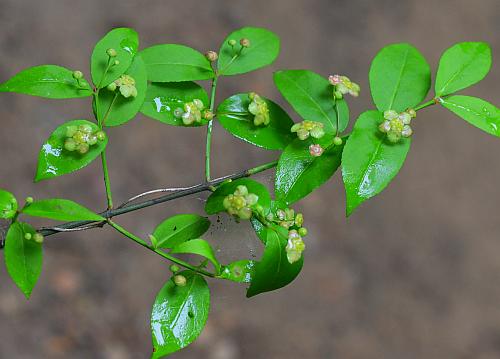 Euonymus_americanus_inflorescence1.jpg