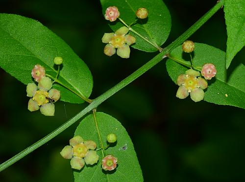 Euonymus_americanus_inflorescence2.jpg