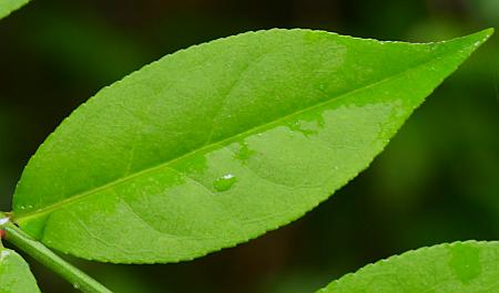 Euonymus_americanus_leaf1.jpg