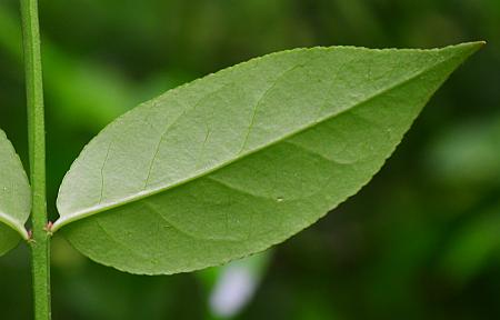 Euonymus_americanus_leaf2.jpg