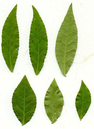 Euonymus_americanus_leaves.jpg