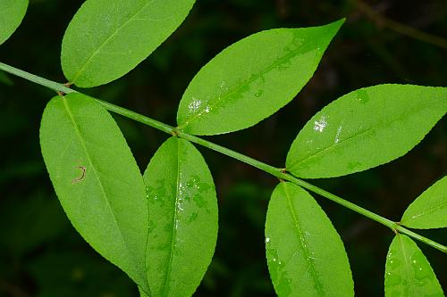 Euonymus_americanus_leaves1.jpg