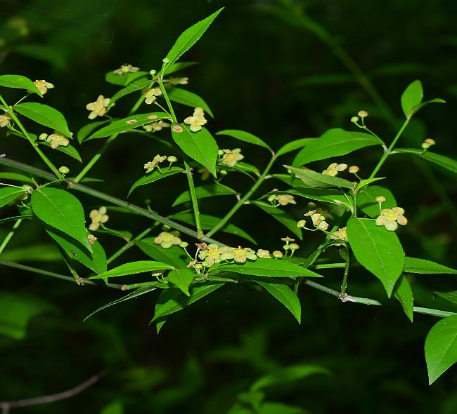 Euonymus_americanus_plant.jpg