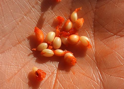 Euonymus_americanus_seeds.jpg