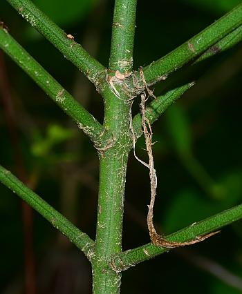 Euonymus_americanus_stem.jpg