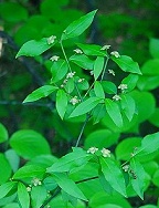 Euonymus americanus thumbnail