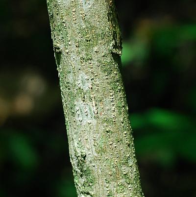 Euonymus_atropurpureus_bark.jpg