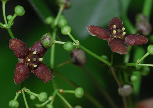 Euonymus_atropurpureus_flowers.jpg