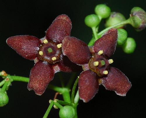 Euonymus_atropurpureus_flowers2.jpg