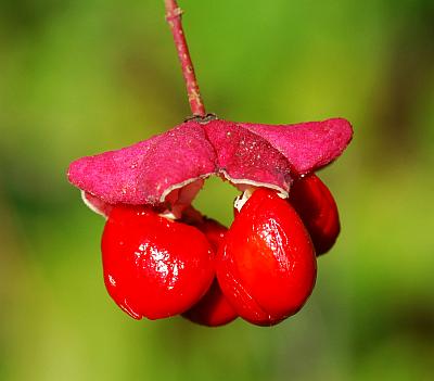 Euonymus_atropurpureus_fruit.jpg