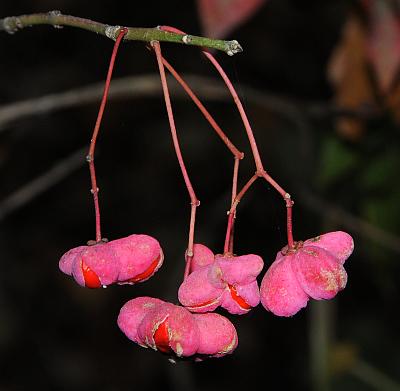 Euonymus_atropurpureus_fruits.jpg