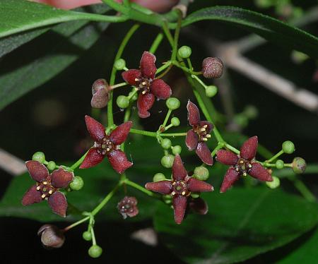 Euonymus_atropurpureus_inflorescence.jpg