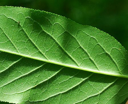 Euonymus_atropurpureus_leaf2.jpg