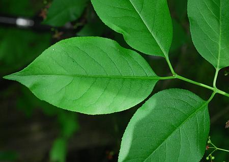 Euonymus_atropurpureus_leaves.jpg