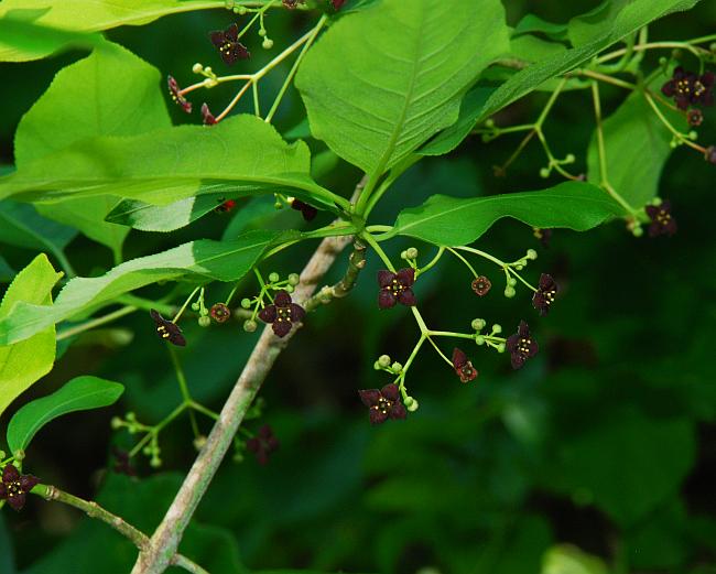 Euonymus_atropurpureus_plant.jpg