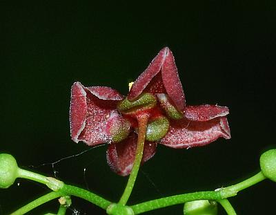 Euonymus_atropurpureus_sepals.jpg