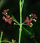 Euonymus atropurpureus thumbnail