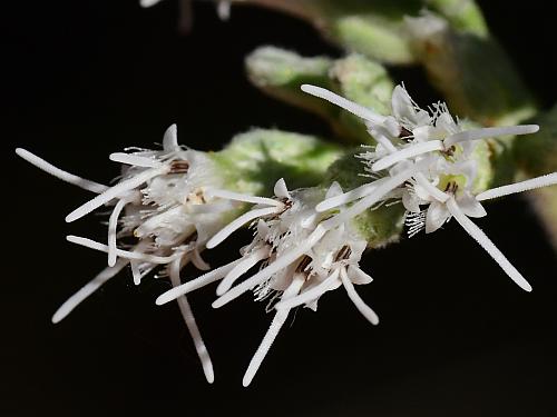 Eupatorium_altissimum_florets.jpg