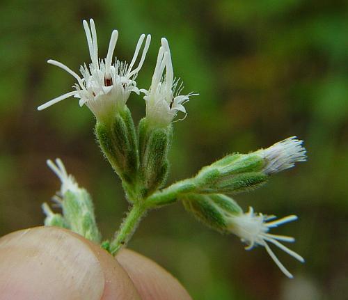 Eupatorium_altissimum_heads.jpg