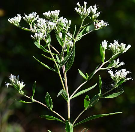 Eupatorium_altissimum_inflorescence.jpg