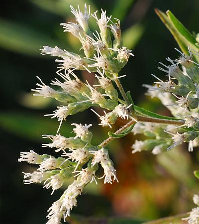 Eupatorium_altissimum_inflorescence2.jpg