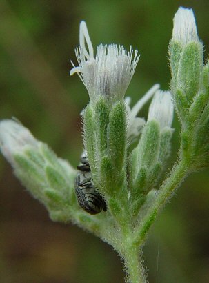 Eupatorium_altissimum_involucre.jpg