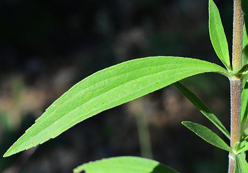 Eupatorium_altissimum_leaf1.jpg