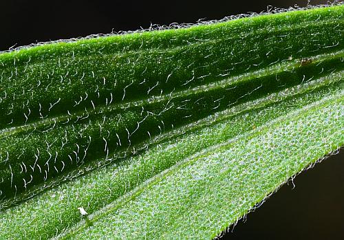 Eupatorium_altissimum_leaf1a.jpg