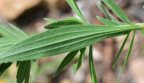 Eupatorium_altissimum_leaf2.jpg