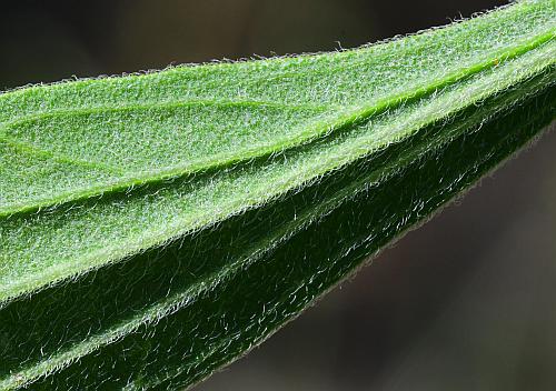 Eupatorium_altissimum_leaf2a.jpg