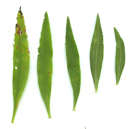 Eupatorium_altissimum_leaves.jpg