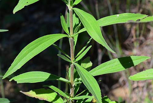 Eupatorium_altissimum_leaves1.jpg