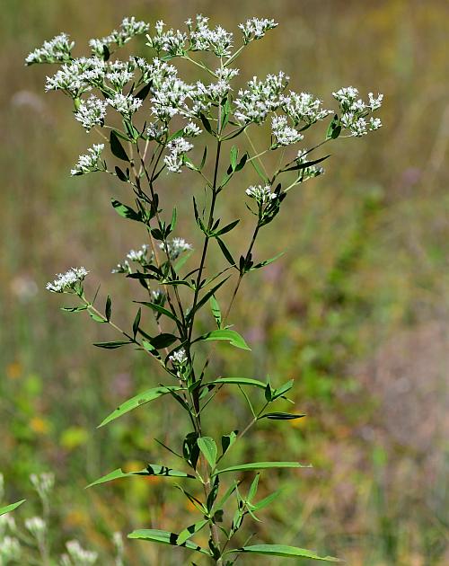 Eupatorium_altissimum_plant.jpg