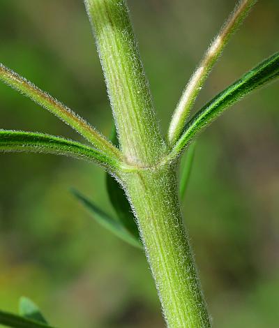 Eupatorium_altissimum_stem.jpg