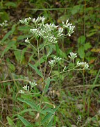 Eupatorium altissimum thumbnail